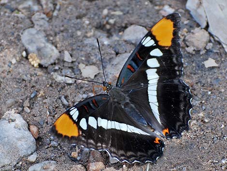 Arizona Sister (Adelpha eulalia)