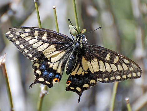 Swallowtail