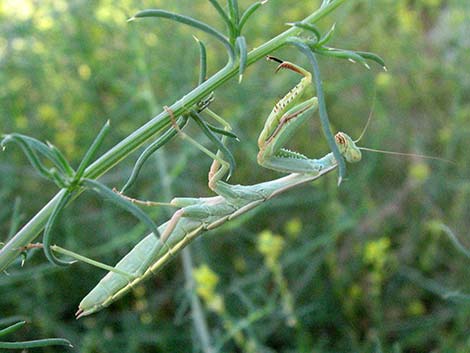 California Mantid (Stagmomantis californica)