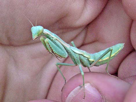 California Mantid (Stagmomantis californica)