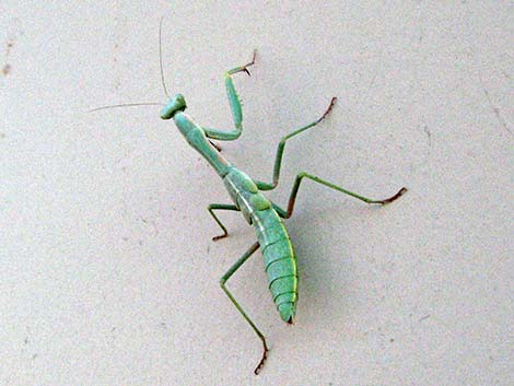 California Mantid (Stagmomantis californica)