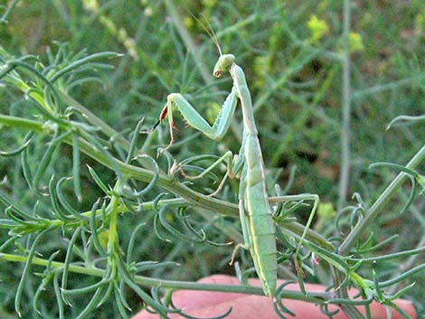 California Mantid (Stagmomantis californica)