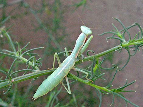 California Mantid (Stagmomantis californica)