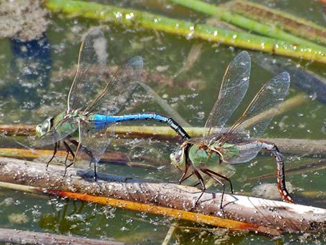 Common Green Darner (Anax junius)