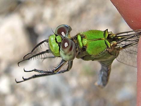 Common Green Darner Dragonfly (Anax junius)