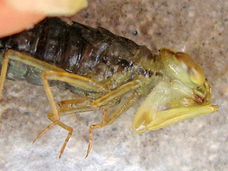 Dragonfly Larvae (Suborder Epiprocta)