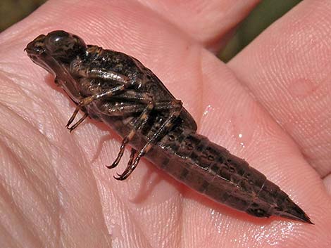 Dragonfly Larvae (Suborder Epiprocta)