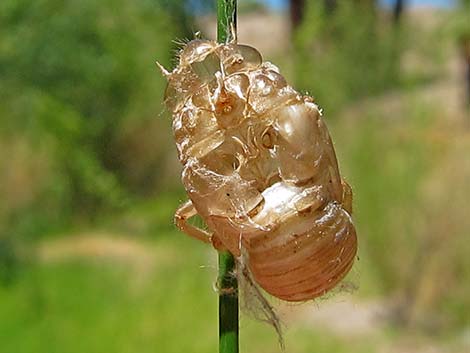 Dragonfly Larvae