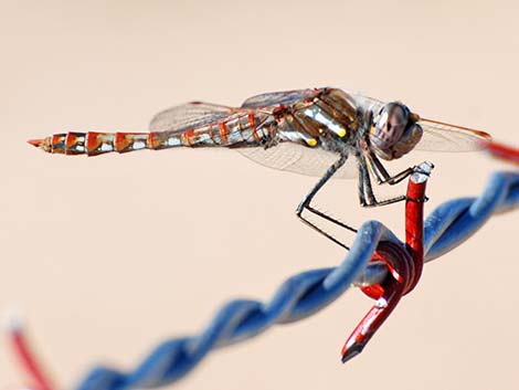 Variegated Meadowhawk (Sympetrum corruptum)