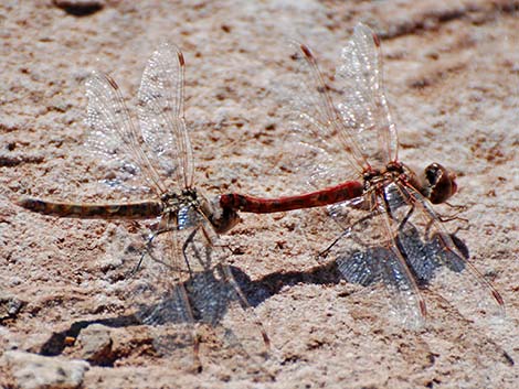 Variegated Meadowhawk (Sympetrum corruptum)