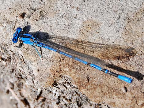 Vivid Dancer (Argia vivida)