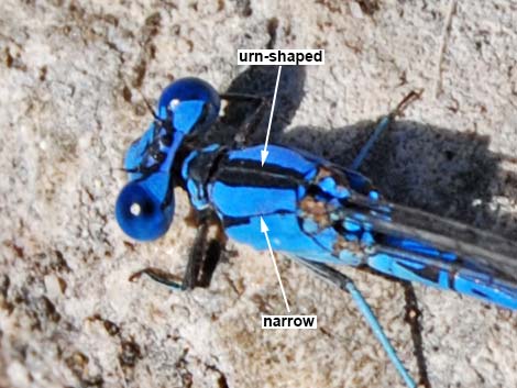 Vivid Dancer (Argia vivida)