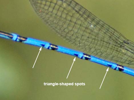 Vivid Dancer (Argia vivida)