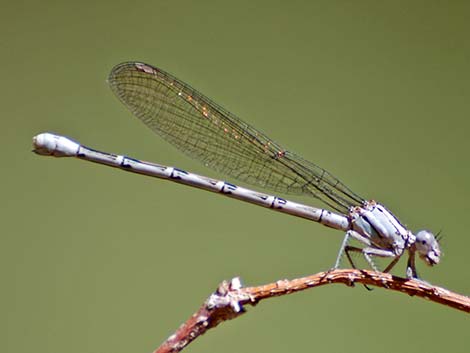 Vivid Dancer (Argia vivida)