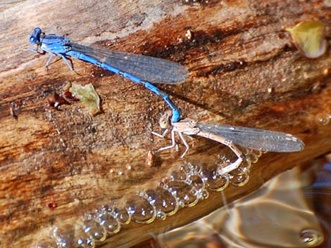 Vivid Dancer (Argia vivida)