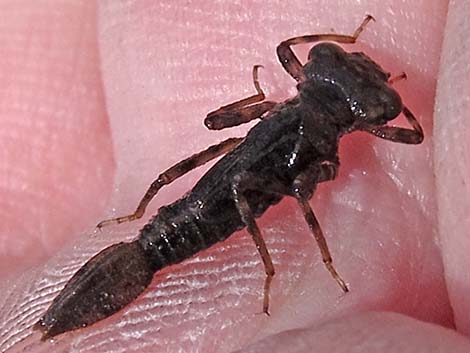 Damselfly Larvae (Suborder Zygoptera)