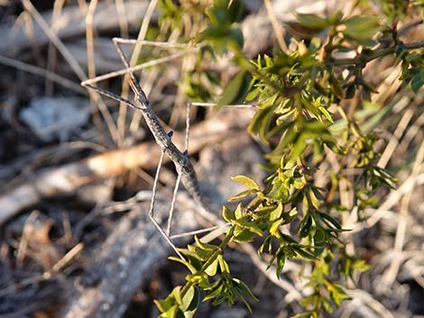 Short-horn Walkingstick (Parabacillus)