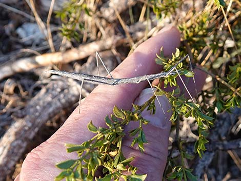 Short-horn Walkingstick (Parabacillus)