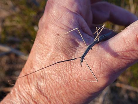 Short-horn Walkingstick (Parabacillus)