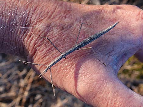 Short-horn Walkingstick (Parabacillus)