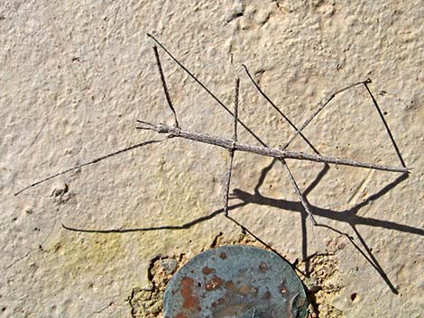 Walkingstick (Family Phasmatidae)