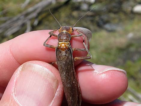 Perlidae (Common Stoneflies)