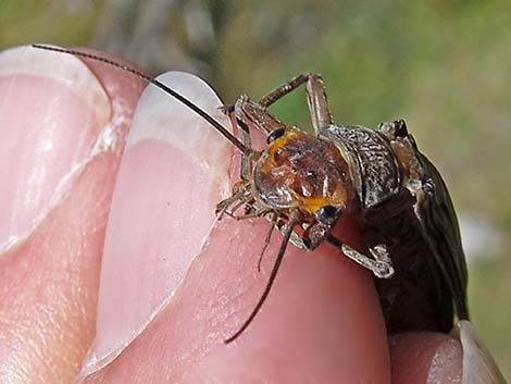 Perlidae (Common Stoneflies)