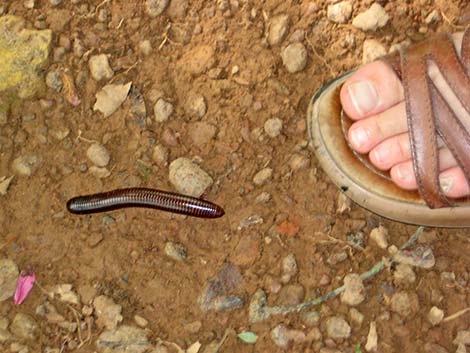 Millipedes (Class Diplopoda)