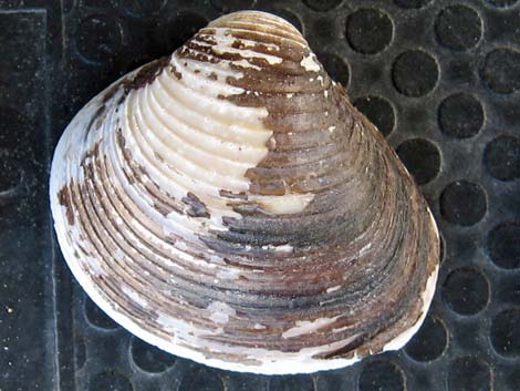 Asian Clam (Corbicula fluminea)