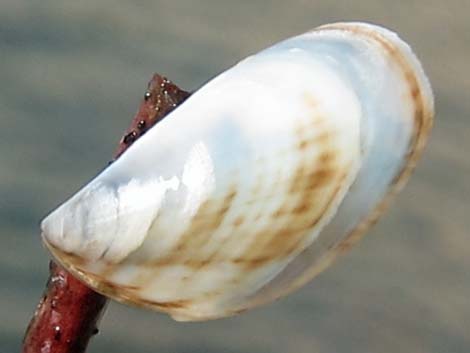 Quagga Mussel (Dreissena rostriformis bugensis)