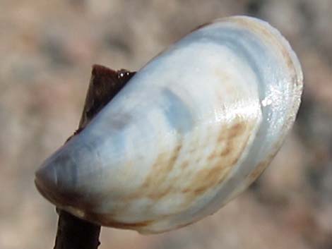 Quagga Mussel (Dreissena rostriformis bugensis)