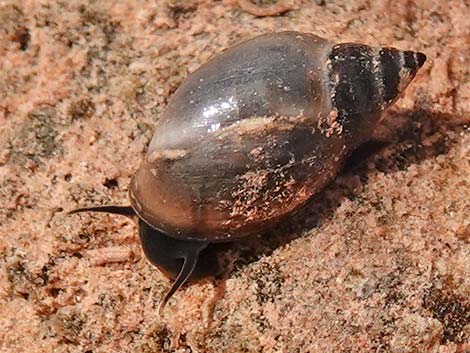 Springsnail (Physella)