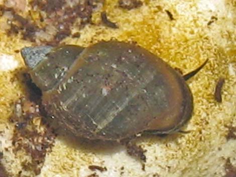 Springsnail (Physella spp.)