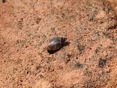 Springsnail (Physella spp.)