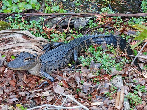 American Alligator (Alligator mississippiensis)