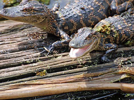 American Alligator (Alligator mississippiensis)