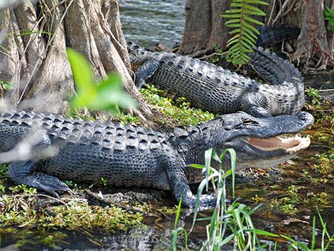 American Alligator (Alligator mississippiensis)