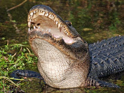 American Alligator (Alligator mississippiensis)