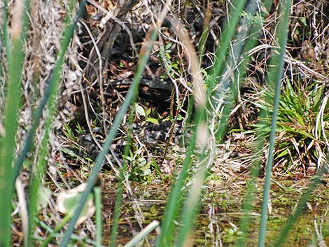 American Alligator (Alligator mississippiensis)