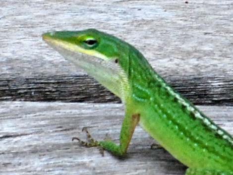 Green Anole (Anolis carolinensis)