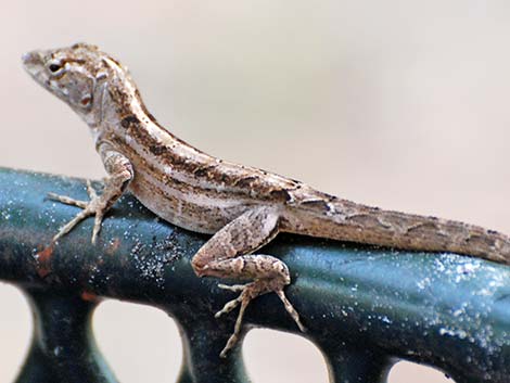 Brown Anole (Anolis sagrei)