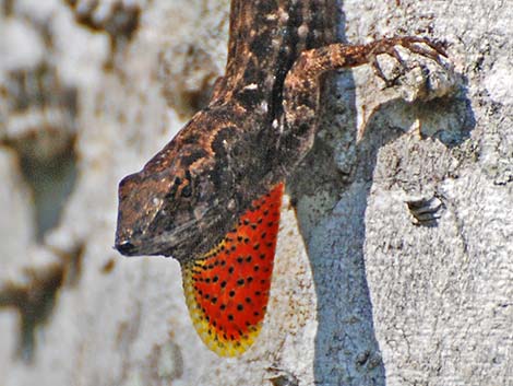 Brown Anole (Anolis sagrei)