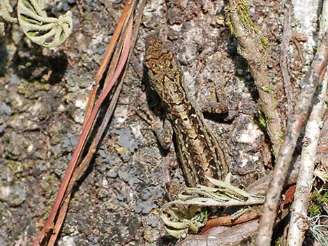 Brown Anole (Anolis sagrei)