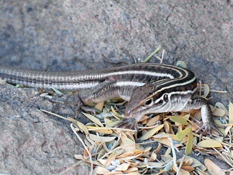 Sonoran Spotted Whiptail (Aspidoscelis sonorae)