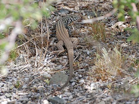 Western Whiptail (Aspidoscelis tigris)