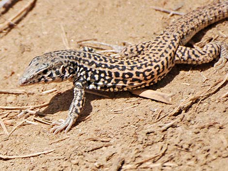 Coastal Whiptail (Aspidoscelis tigris stejnegeri)