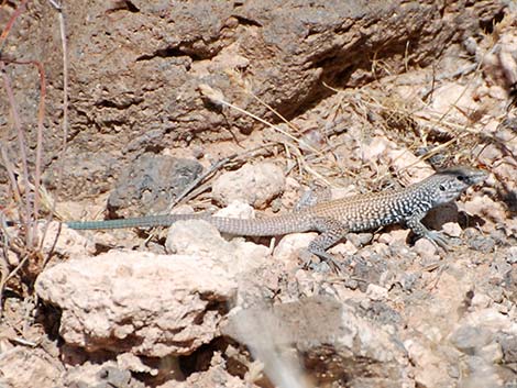 Western Whiptail (Aspidoscelis tigris)