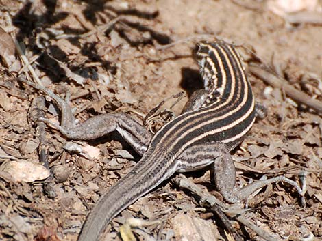 Plateau Striped Whiptail (Aspidoscelis velox)