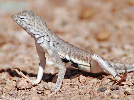 Zebra-tailed Lizard (Callisaurus draconoides)