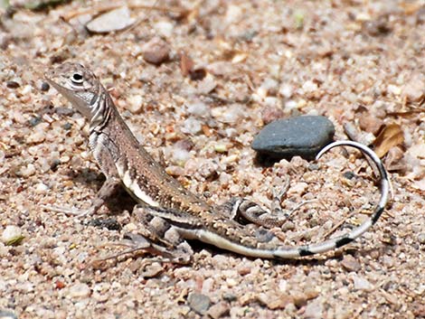 Zebra-tailed Lizard (Callisaurus draconoides)